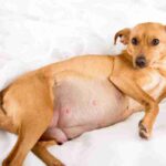 Anzeichen einer Trächtigkeit beim Hund: Symptome Woche für Woche, Pflege und Geburt