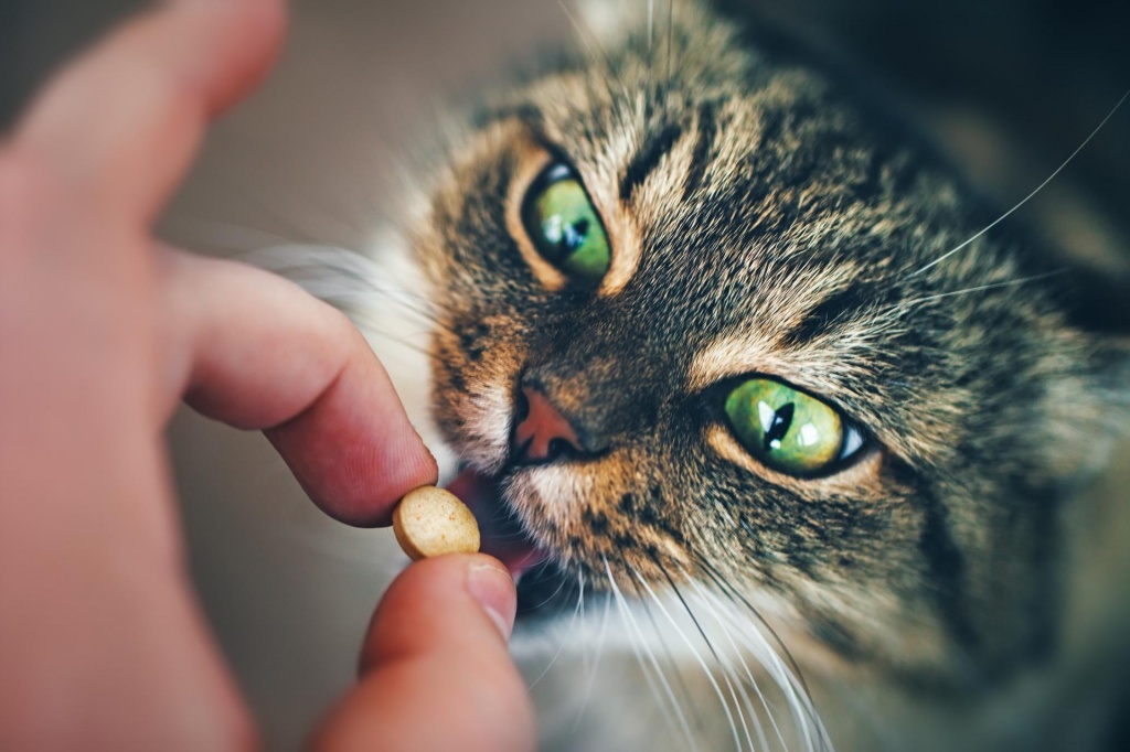Vermifuge pour un chat
