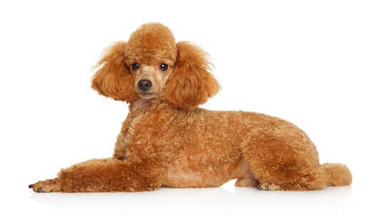Caniche (Miniature ou Nain)