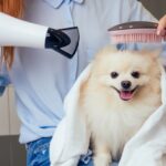 Comment bien sécher son chien : Éviter l’odeur de "chien mouillé" et les problèmes de peau