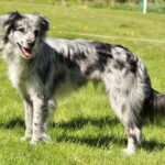 Smooth-faced Pyrenean Sheepdog