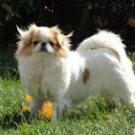 Japanese Chin
