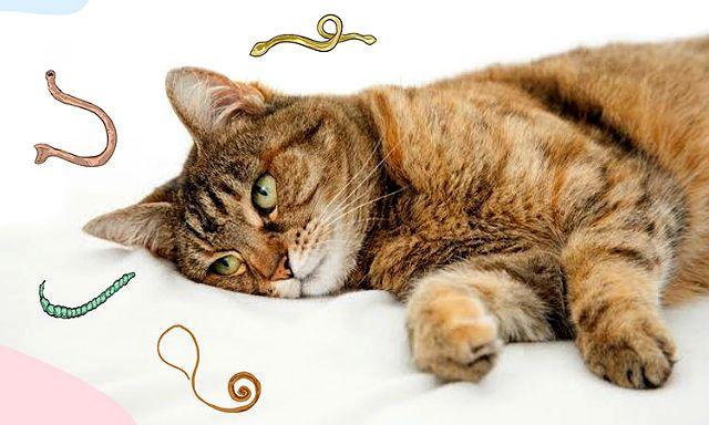 Un chat examiné pour des vers