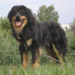 Buryat-Mongolian Wolfhound