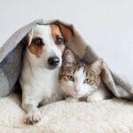 Зимний рацион: Нужно ли кормить животное больше в холодное время?