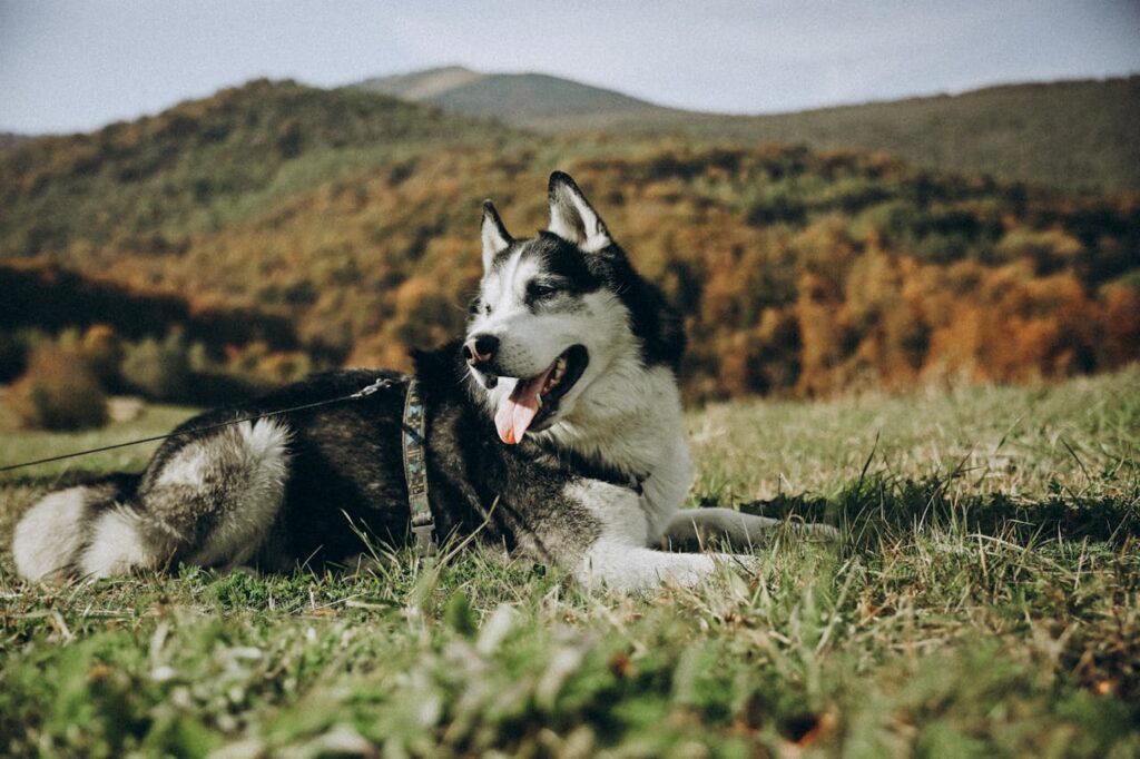 Perro paseando