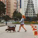 Agression envers les autres chiens lors de la promenade : Causes et méthodes de correction