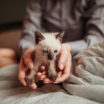 Jouons et grandissons : Jouets et accessoires que votre chaton adorera
