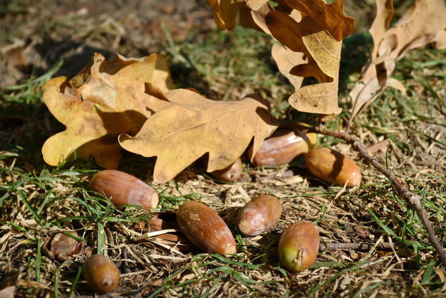 Perro entre hojas de otoño