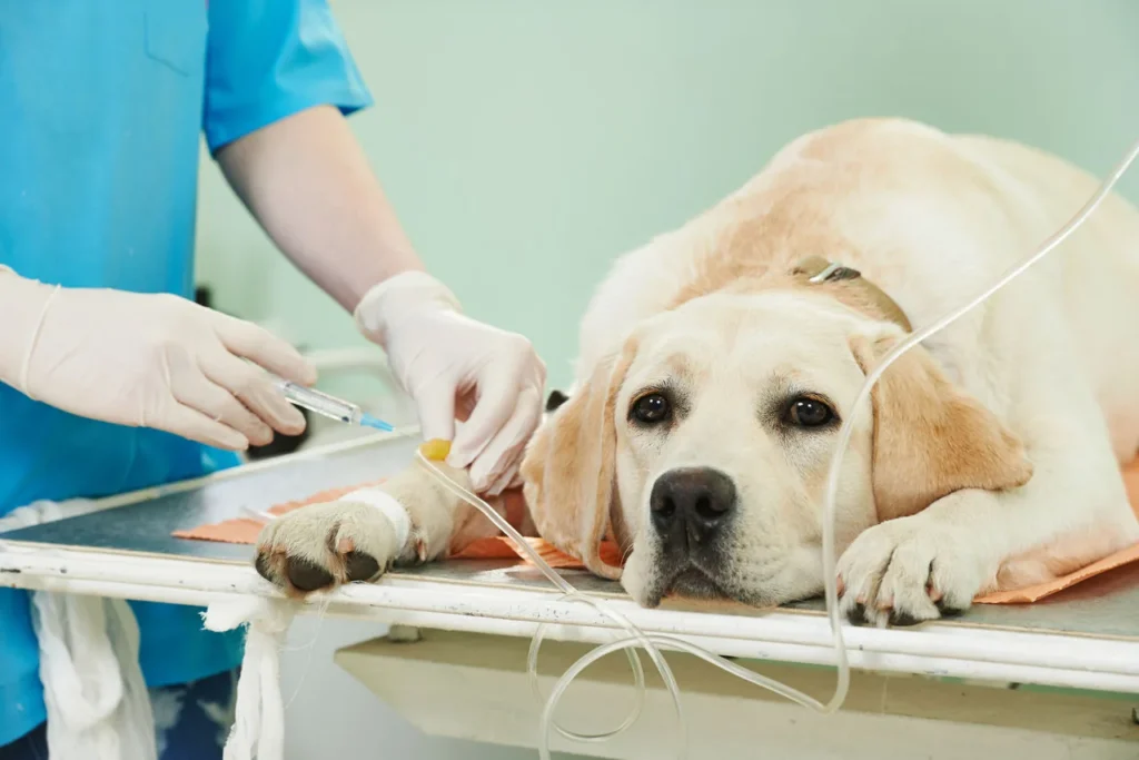 Veterinario examinando a un perro