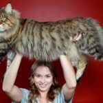 Comparaison des géants du monde félin : Maine Coon, Ragdoll, Savannah, Sibérien, Norvégien des Forêts, Chartreux