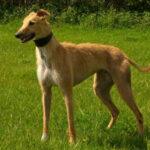 American Staghound