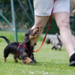 Le contact avant tout : Comment attirer l’attention du chien dans la rue lorsqu’il y a beaucoup de stimuli