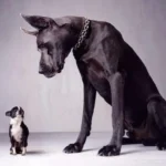 Maladies courantes et risques potentiels : Grandes vs petites races de chiens