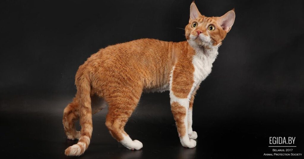 Devon Rex cat portrait