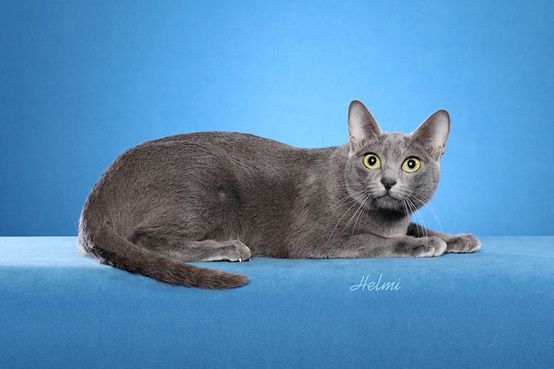 Korat cat