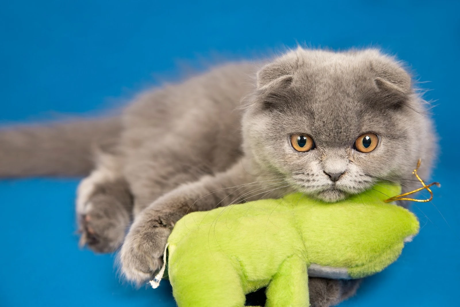 69450c3507576.webp