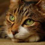 Regard exotique : Races de chats avec une forme d'yeux inhabituelle