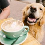 Chien au café : Comment apprendre à votre animal à rester calmement sous la table pendant que vous buvez un café