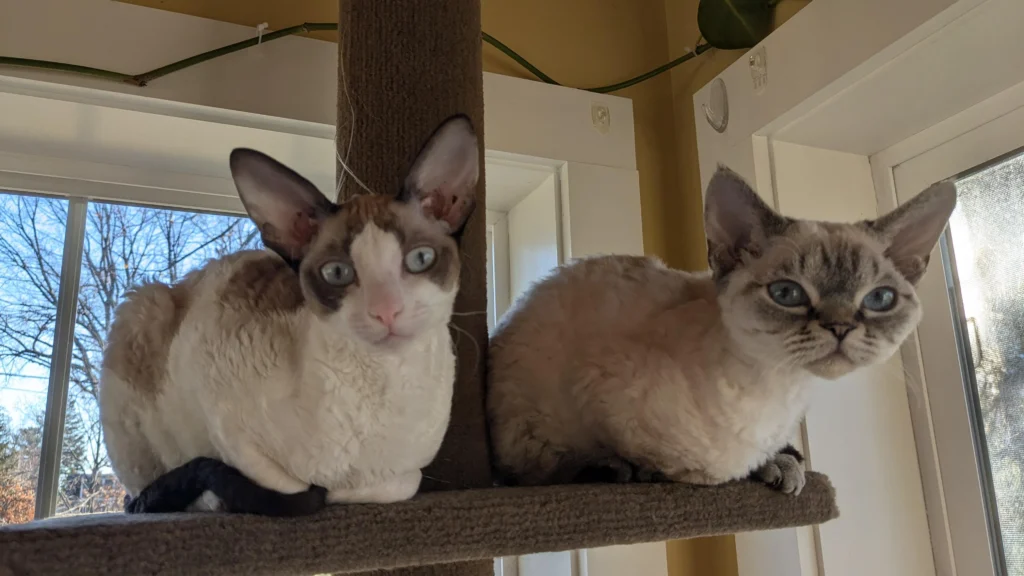 Cornish Rex vs Devon Rex head shape comparison