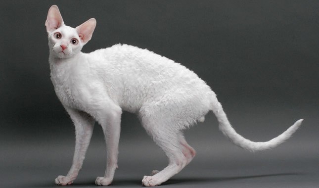 Cornish Rex cat standing