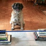 Agility à la maison : Comment créer un parcours d’obstacles avec des coussins et des chaises