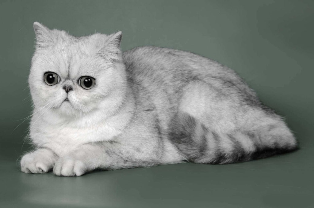 Exotic Shorthair cat with round eyes