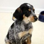 Bluetick Coonhound