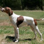 English Pointer