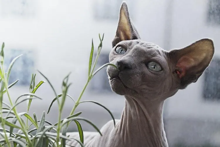 Sphynx cat eye shape