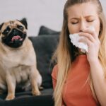 Races hypoallergéniques populaires : Caniche vs Bichon Frisé