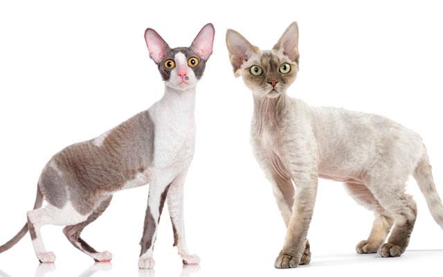 Cornish and Devon Rex interaction