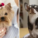 Yorkshire Terrier vs Chihuahua: Quelle star miniature choisir ?