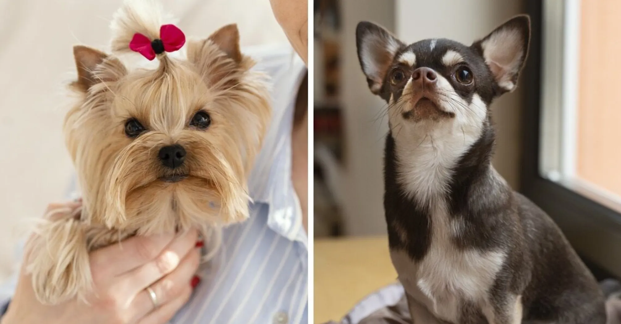 Yorkshire Terrier vs Chihuahua: Qual estrela miniatura escolher?