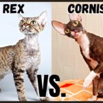 Chats bouclés : Cornish Rex et Devon Rex