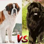 Grands et duveteux : Terre-Neuve vs Saint-Bernard