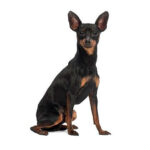 Pinscher Nain