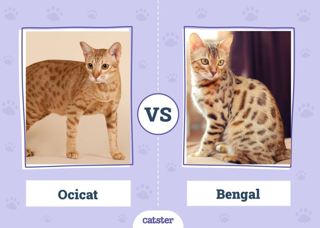 Nahaufnahme der gefleckten Katzen
