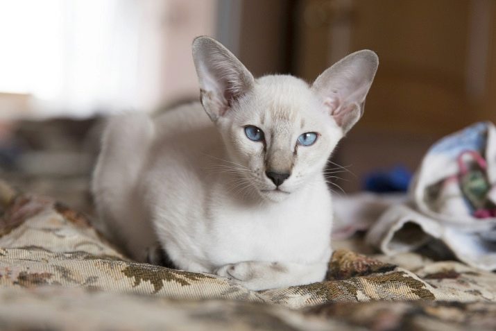Oriental cat with almond eyes