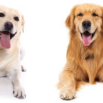Classique doré : Labrador Retriever vs Golden Retriever