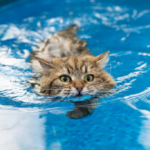 Водолюбивые: Породы кошек, которые обожают воду