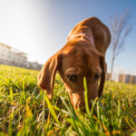 Chien aspirateur : Comment empêcher votre animal de tout ramasser dans la rue