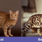 Prédateurs Tachetés : Chat Bengal et Ocicat