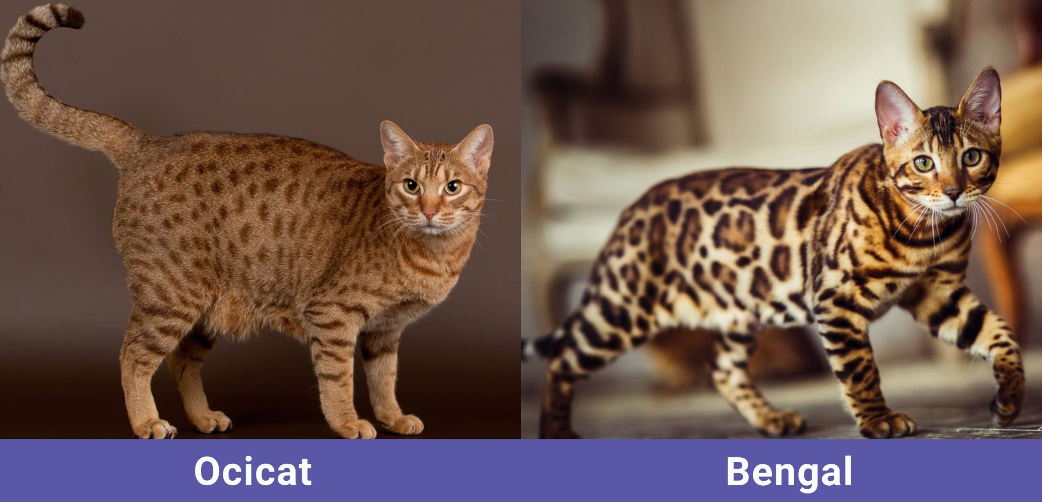 Prădători pătați: Pisica Bengal și Ocicat