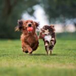 Particularités de l’éducation des petites races : Pourquoi les Yorkshire terriers et les chihuahuas ont aussi besoin de discipline