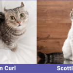Chats aux oreilles de forme inhabituelle : American Curl et Scottish Fold