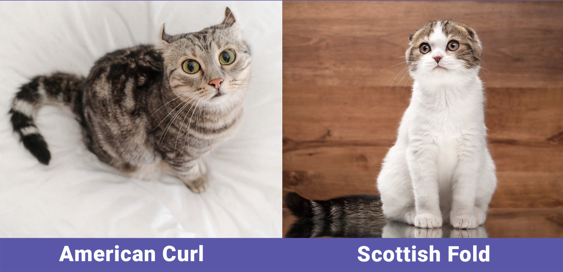 Koty o niezwykłym kształcie uszu: Amerykański Curl i Scottish Fold