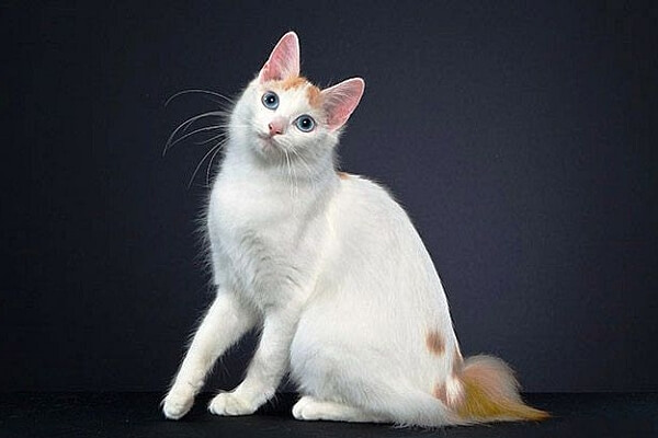 Japanese Bobtail