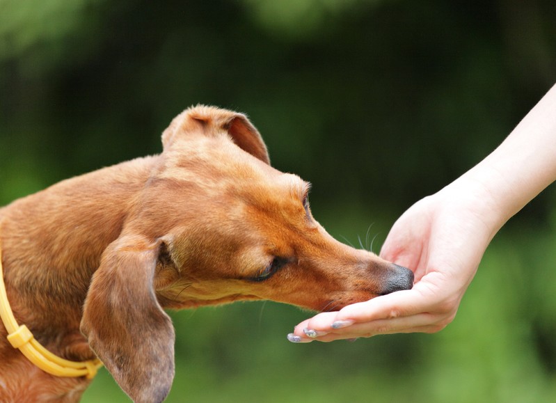 Ein Hund freut sich über hausgemachtes Futter
