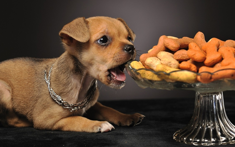 Verschiedene hausgemachte Hundekekse